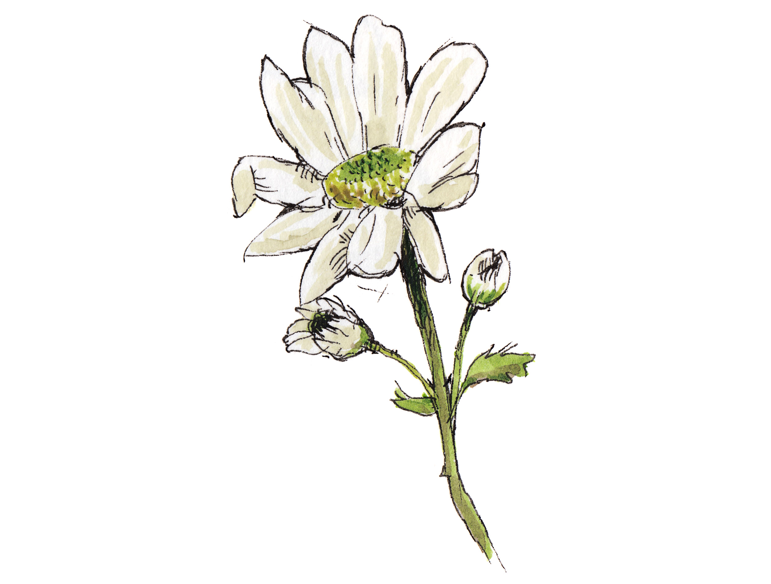 Sketch of a daisy flower.