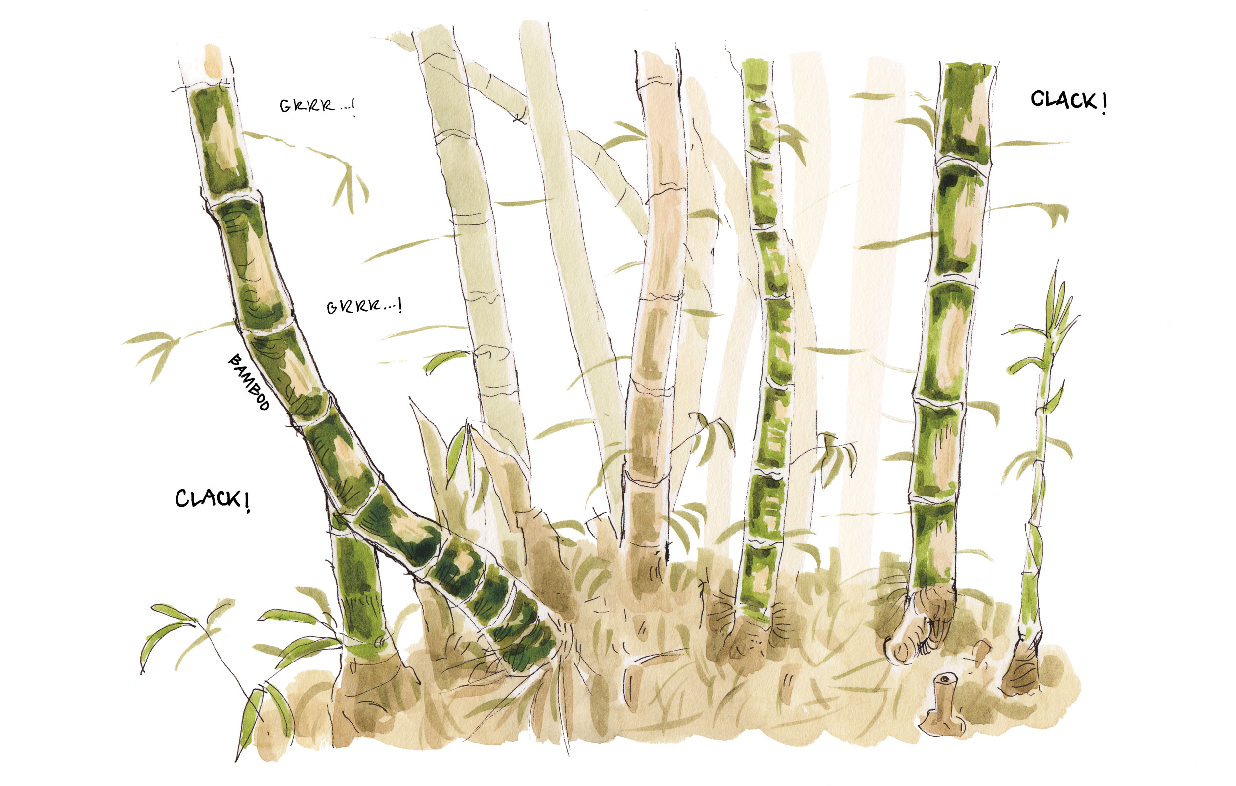 Sketch of a bamboo bush.